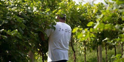 Zago - Prosecco Zago - Prosecco