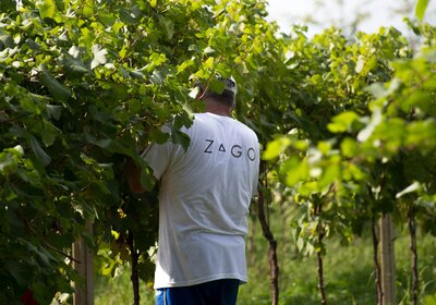 Zago - Prosecco Zago - Prosecco