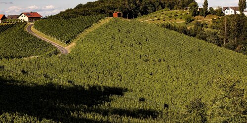 Weingut Sattlerhof - Gamlitz Weingut Sattlerhof - Gamlitz