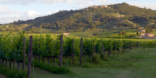 Valdicava - Montalcino Valdicava - Montalcino