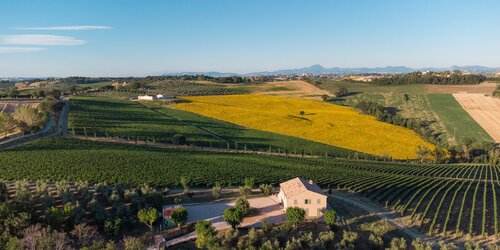 Podere Vito Cardinali - Verdicchio dei Castelli di Jesi (Bio)