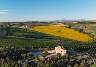 Podere Vito Cardinali - Verdicchio dei Castelli di Jesi (Bio) Podere Vito Cardinali - Verdicchio dei Castelli di Jesi (Bio)
